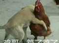 福清鸡哥爆料事件真相视频,揭秘真相背后的惊人内幕