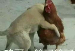 福清鸡哥爆料事件真相视频,揭秘真相背后的惊人内幕