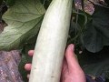 网红瓜都是谁吃的啊视频,揭秘网红瓜背后的神秘食客