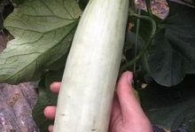 网红瓜都是谁吃的啊视频,揭秘网红瓜背后的神秘食客