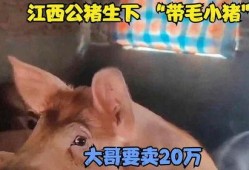 孤独小猪被大哥爆料视频,揭秘背后惊人真相