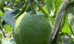 娱乐瓜吃瓜,揭秘明星幕后故事