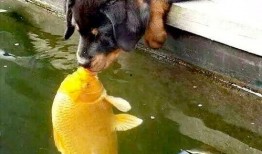 女子亲狗被爆料了视频播放,宠物亲密接触的界限在哪里？