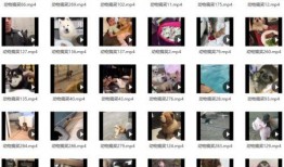 搞笑视频爆料素材大全,笑点满满，欢乐无限