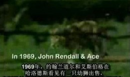 超越情感在线观看,一场心灵探索之旅