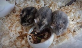 番鼠爆料视频大全最新版,最新版精彩内容大盘点