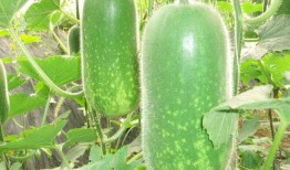 庞博文吃瓜免费观看,免费观看，一网打尽热门话题