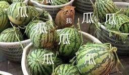 娱乐瓜吃瓜,揭秘明星幕后故事