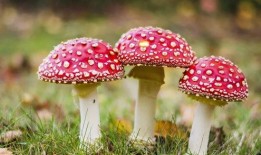 蘑菇视频爆料黑料吃瓜官网,揭秘吃瓜官网背后的真相