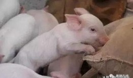 小猪崽崽爆料是真的吗视频,小猪崽崽爆料视频真实性揭秘