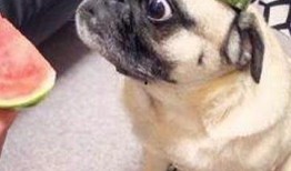 娱乐吃瓜酱宝宝是谁,网络红人的崛起之路